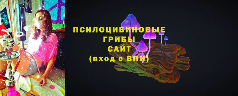 Псилоцибиновые грибы Psilocybe  Верхний Тагил 